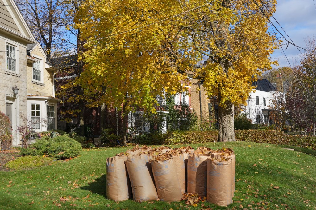 Paper yard-waste bags filled with autumn leaves ready for disposal in Edmonton